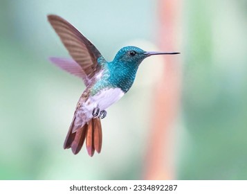 A close-up shot of a cute Snowy-bellied hummingbird flying on a blurred background - Powered by Shutterstock