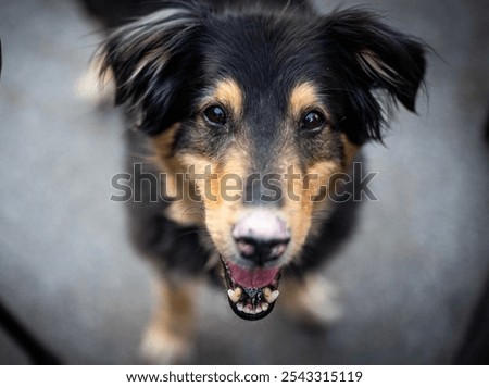 Similar – Look of a happy dog.