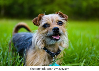A closeup shot of a cute terrier dog in a park - Shutterstock ID 1942082197