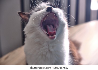 A closeup shot of a cute white cat yawning aggressively