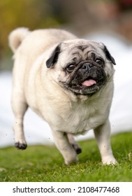 A Closeup Shot Of A Cute White Mops Puppy