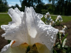 Close-up Shot Of Delicate Bloom Of White Bearded Iris Or German Bearded Iris (Iris × Germanica) Flowering In The Garden And Covered With Water Droplets In Summer