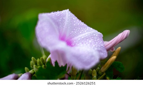 A close-up shot of a delicate purple flower covered with tiny water droplets, likely from morning dew. The flower's petals are gently curved, featuring a gradient from deep pink at the center - Powered by Shutterstock