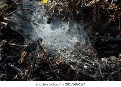 A close-up shot of a delicate spider web covered in glistening morning dewdrops on dark, charred ground and dry vegetation