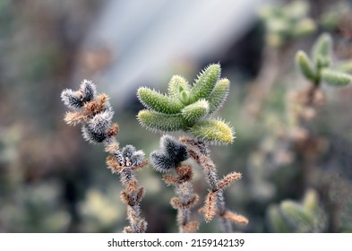 A Closeup Shot Of Delosperma Echinatum