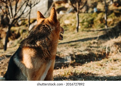 Closeup Shot Of Dog Looking Sideways 