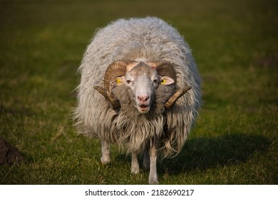 A Closeup Shot Of A Domestic Highland Sheep With Yellow Ear Tags