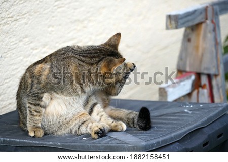 A closeup shot of a domesticcat