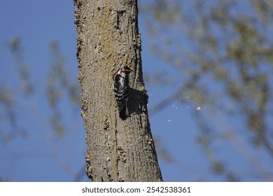 A closeup shot of a downey woodpecker bird perched on a tree trunk - Powered by Shutterstock