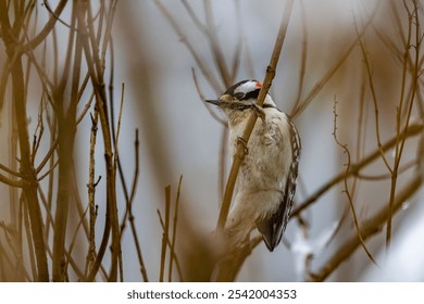 A close-up shot of a Downy woodpecker bird perched on a bare tree - Powered by Shutterstock