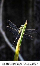 Closeup shot of dragonfly on a plant with dark background