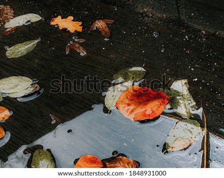 Similar – Foto Bild Makro von vertrockneten Herbstblättern