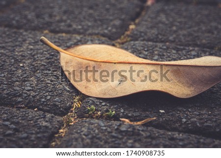 A closeup shot of a dried leaf fallen on the stone floor