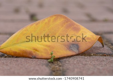 A closeup shot of a dried leaf fallen on the stone floor
