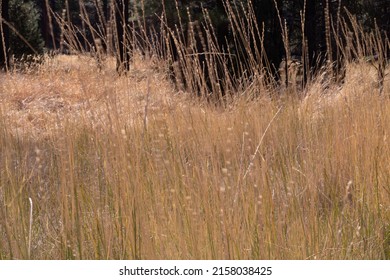 A Closeup Shot Of The Dry Dead Grass Field With A Slow Wind Blow