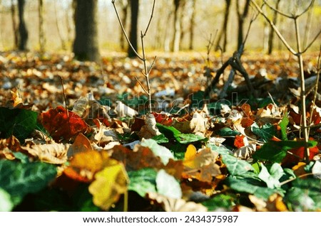 Close-Up Shot of Dry Leave son the Ground Natural Photography Natural Beauty Blur Background Forest Greenness 