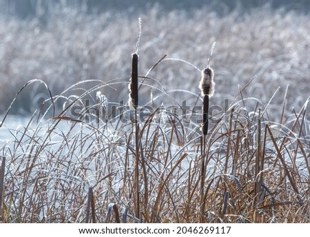 A closeup shot of dry reeds covered in frost on a winter day