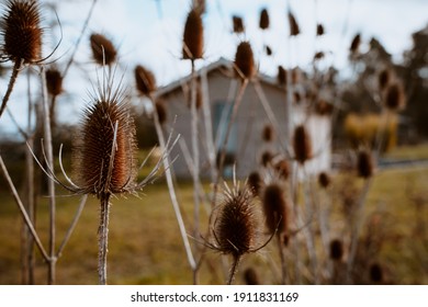 A closeup shot of dry thistle flowers growing in a field