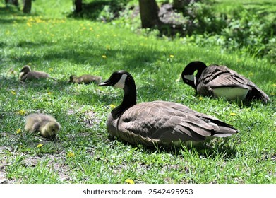 A close-up shot of ducks and ducklings resting on a grass - Powered by Shutterstock