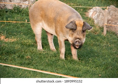 A Closeup Shot Of A Duroc Pig On A Farm