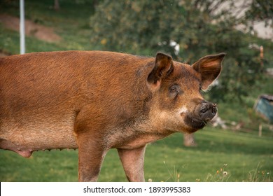 A Closeup Shot Of A Duroc Pig On A D