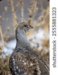 A closeup shot of Dusky Grouse in the field with a blurred background