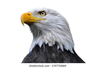 A closeup shot of an eagle head isolated on white background