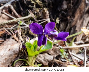 Close-up shot of the early spring harbinger - the dark purple flowers of the Sweet violet or wood violet (Viola odorata) growing in the forest in early spring - Shutterstock ID 2147117083