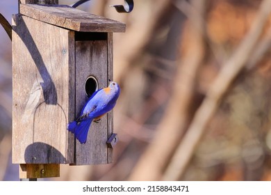 Que hacer si un pajaro se cae del nido