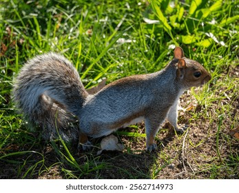 A closeup shot of an eastern gray squirrel standing on the grass in the park - Powered by Shutterstock