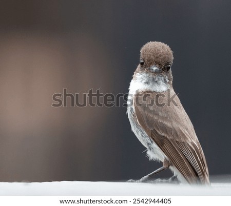 A close-up shot of eastern phoebe in ablur
