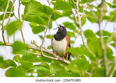 A closeup shot of an Eastern Towhee singing on tree branch with leaves