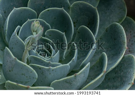 Similar – Image, Stock Photo closeup Echeverie Garden