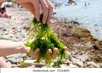 Close-up Shot Of Edible Seaweed