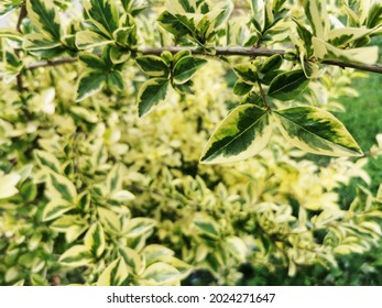 A Closeup Shot Of Elaeagnus