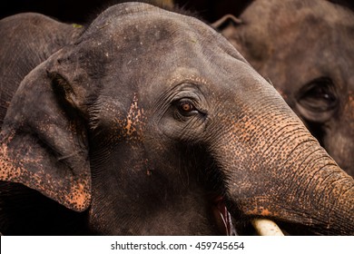 closeup shot of elephant eye.