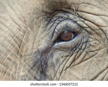 Imagenes Fotos De Stock Y Vectores Sobre Elefante De Frente