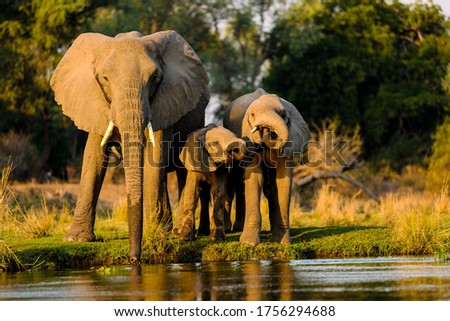 Similar – Image, Stock Photo wildcat elephant;)