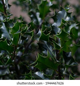 A Closeup Shot Of English Holly Leaves