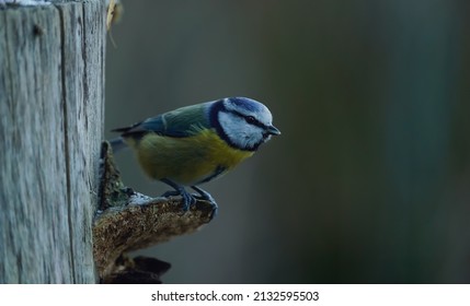 A Closeup Shot Of A Eurasian Blue Tit Bird Sitting On An Old Tree Mushroom Ready To Takeoff