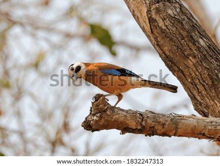 Similar – Eichelhäher im Baum Natur