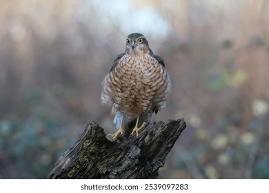 A closeup shot of a Eurasian sparrowhawk, standing on a broken tree branch, in the forest - Powered by Shutterstock