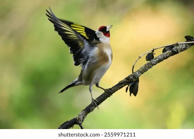 A closeup shot of a European goldfinch bird - Powered by Shutterstock