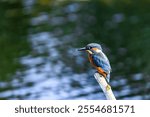 A closeup shot of a European Kingfisher near Lakenheath Fen, Suffolk,UK