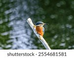 A closeup shot of a European Kingfisher near Lakenheath Fen, Suffolk,UK