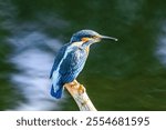 A closeup shot of a European Kingfisher near Lakenheath Fen, Suffolk,UK