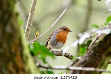 A closeup shot of a European robin bird perched on a branch