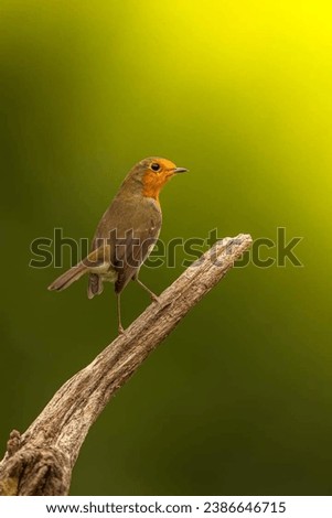 Similar – Image, Stock Photo Pretty bird Beautiful Life