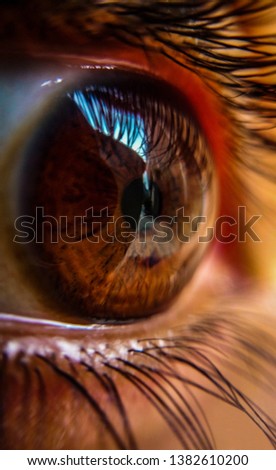 Similar – Image, Stock Photo All eyes on… Animal Pet