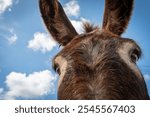 Close-up shot of the eyes and ears of a donkey looking curiously at the camera.